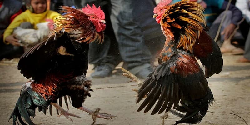 Đá Gà Campuchia: Bộ Môn Thể Thao Đặc Sắc Và Hấp Dẫn 2 Bao quát nhất về bộ môn đá gà campuchia 2025
