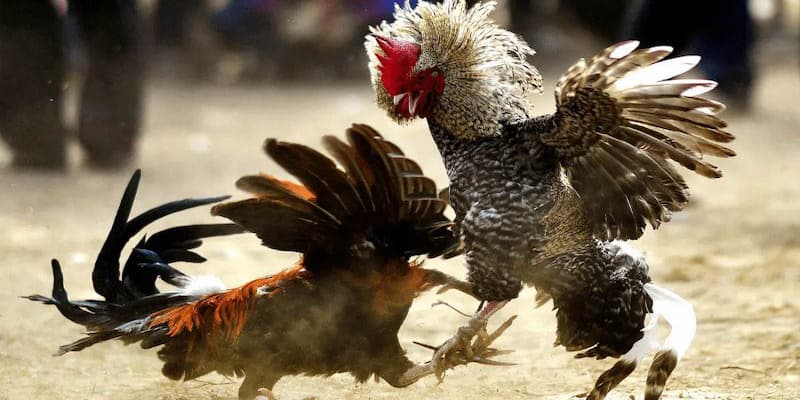 Đá Gà Campuchia: Bộ Môn Thể Thao Đặc Sắc Và Hấp Dẫn 4 Cẩm nang ăn đậm một lần đặt kèo đá gà Cam