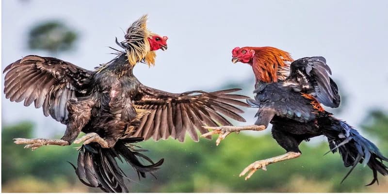 Đá Gà Tre Hấp Dẫn Dành Cho Những Tín Đồ Thích Thử Thách 4 Cẩm nang ăn đậm mỗi lượt đá kê