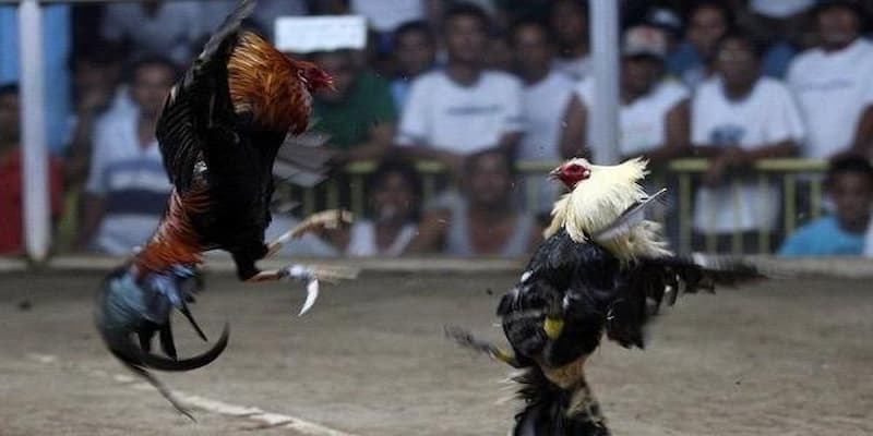 Đá Gà Tre Hấp Dẫn Dành Cho Những Tín Đồ Thích Thử Thách 3 Chi tiết nguyên do nhiều tay chơi mê đá kê tại King88