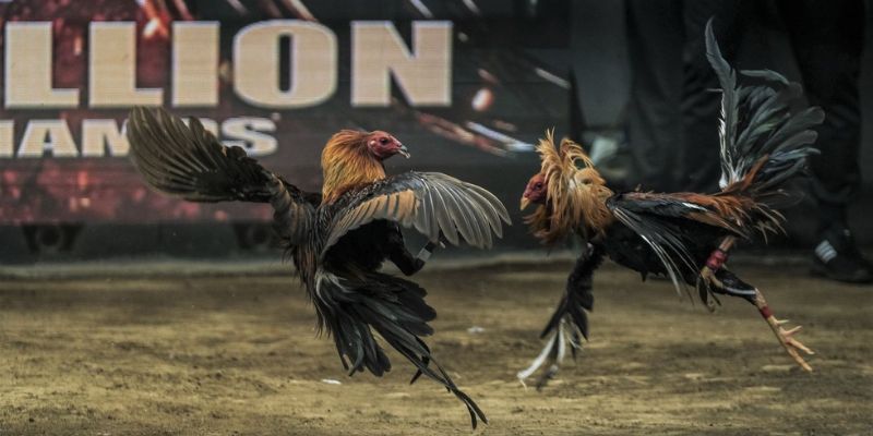 1 Hồ Đá Gà Bao Nhiêu Phút – Thời Gian Chơi và Cách Tham Gia 4 Cược thủ cần quan tâm đến hồ đá gà