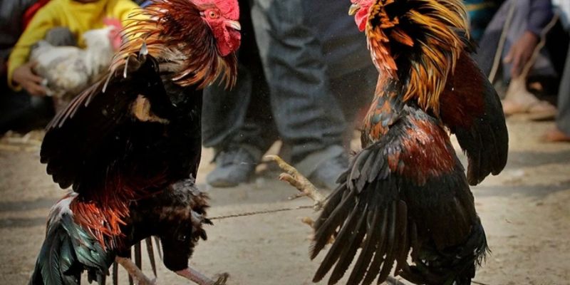 1 Hồ Đá Gà Bao Nhiêu Phút – Thời Gian Chơi và Cách Tham Gia 2 Đôi nét về thời gian hồ đá gà