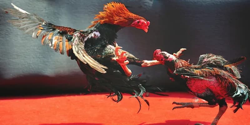 Đá Gà Tre Hấp Dẫn Dành Cho Những Tín Đồ Thích Thử Thách 2 Nhìn qua tổng quan đá gà tre mới nhất